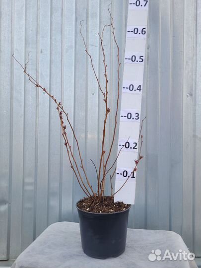 Спирея японская Макрофилла