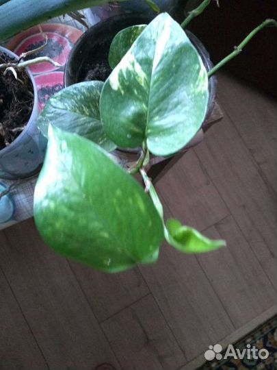 Эпипремнум золотистый