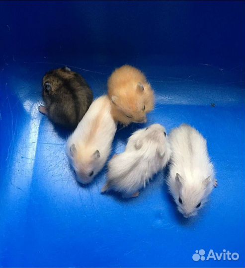 Джунгарский хомяк, клетка