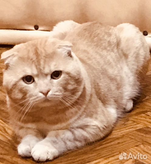 Котик на вязку