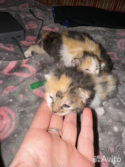 Котята в добрые руки даром бесплатно