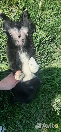 Щенки в добрые руки