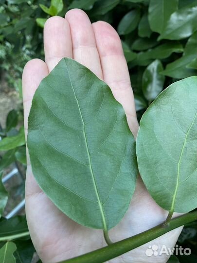 Продам лавровый лист