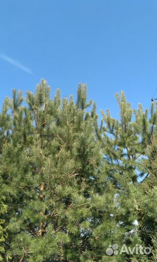 Шишки сосновые