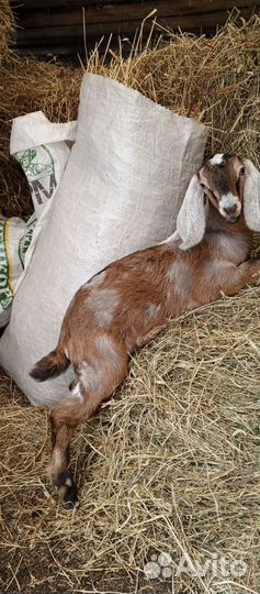 Козлята нубийские