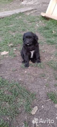 Щенок маленькой собаки в добрые руки