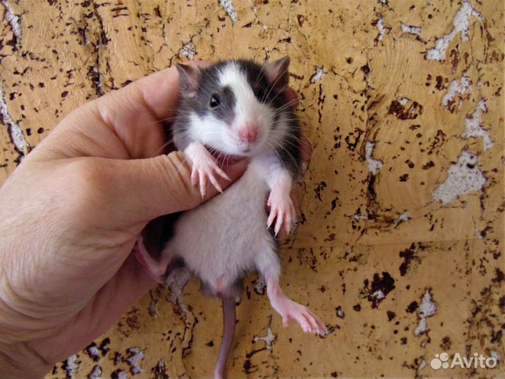 Крысы, крысята - дамбо, стандарт, клетки. гамак