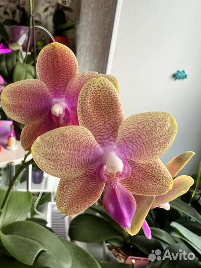 Орхидея фаленопсис