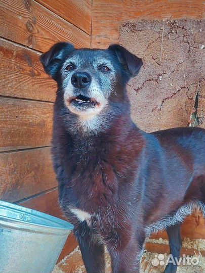 Собаки из приюта ждут вас