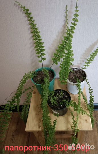 Папоротник