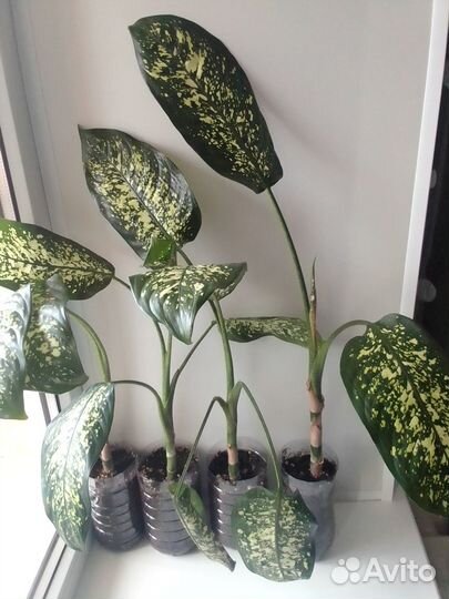 Домашние цветы Диффенбахия