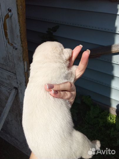 Щенки лабрадора