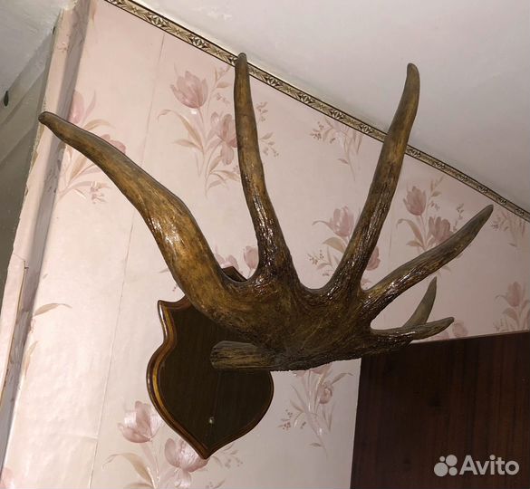 Рога лося. Элемент интерьера