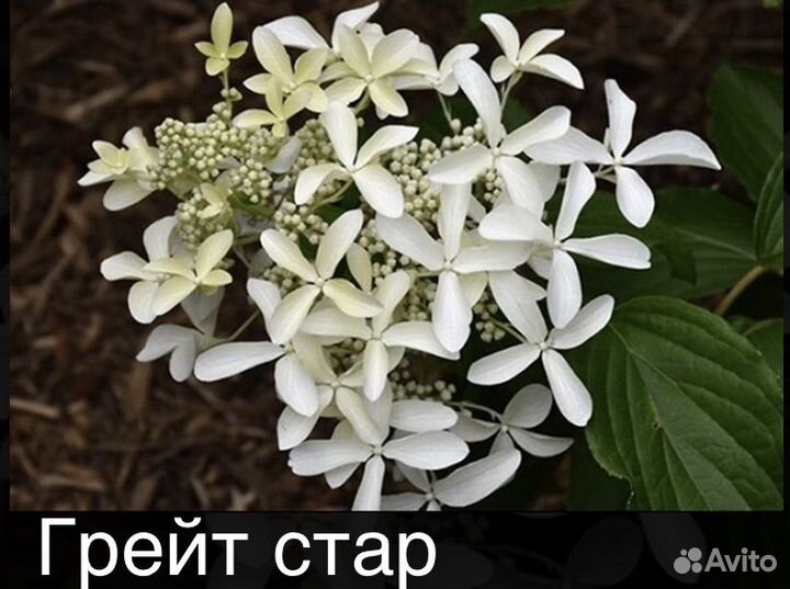 Гортензия метельчатая