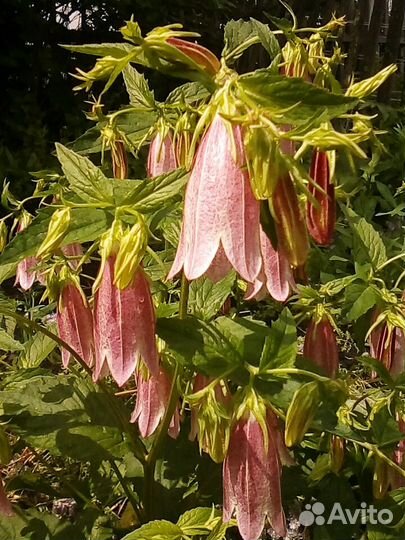 Цветы многолетники