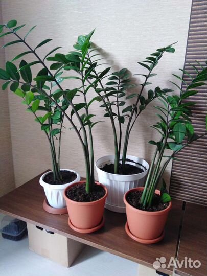 Замиокулькас