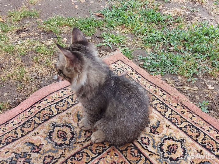 Кошки