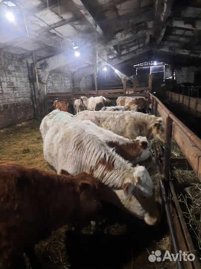 Бычки и быки