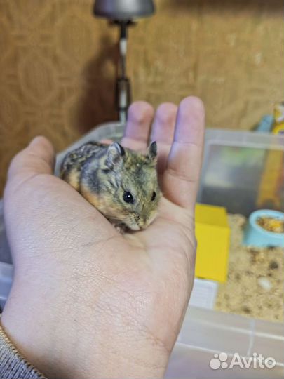Джунгарский хомячок