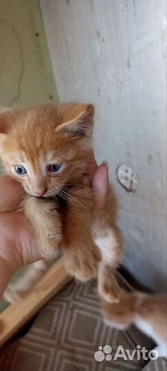Кошка в дар бесплатно