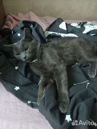 Кот в добрые руки