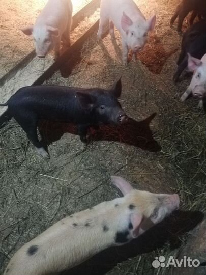 Продам поросят