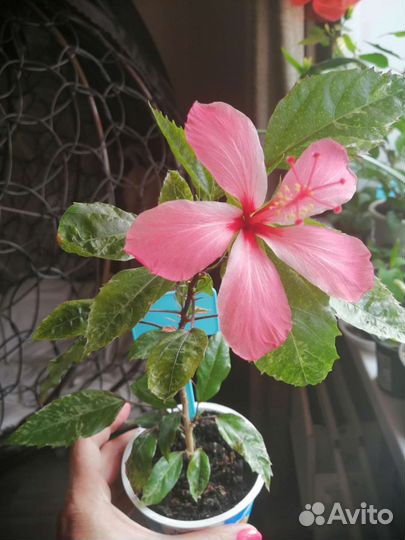 Гибискус розовый