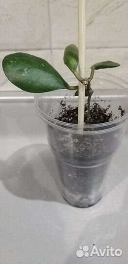 Хойи сортовые