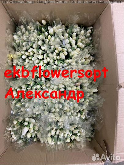 Тюльпаны на 8 марта оптом