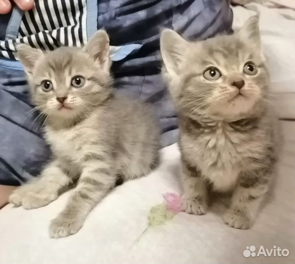 Отдам бесплатно