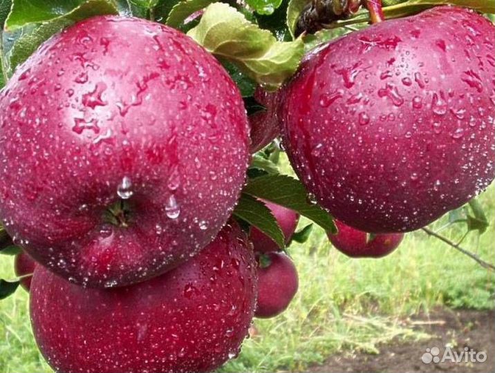 Саженцы яблони Лобо