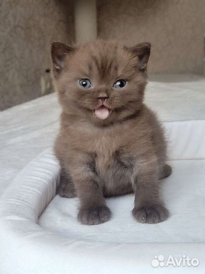 Британцы с документами