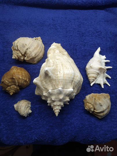 Морские ракушки для интерьера, или в аквариум