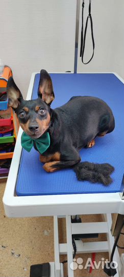 Груминг, стрижка собак, кошек и кроликов Приокский