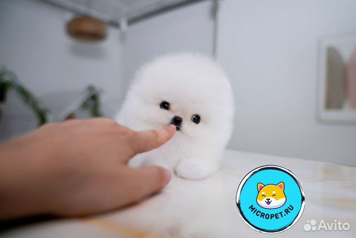 Померанский шпиц Микро из Кореи