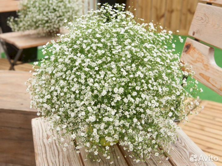 Гипсофила низкорослая