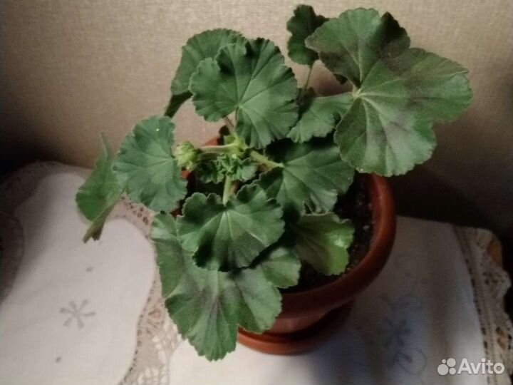 Герань пеларгония розебудная