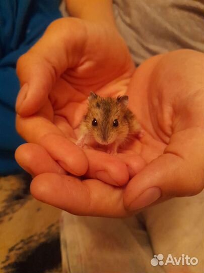 Джунгарский хомяк