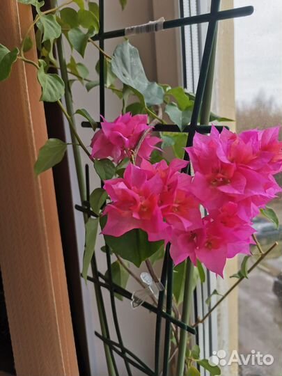 Бугенвиллия