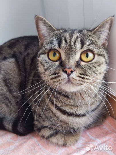 Кошечка Мила