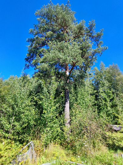 Участок 22 сот. (СНТ, ДНП)