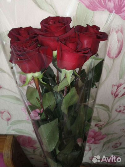 Розы домашние Курские