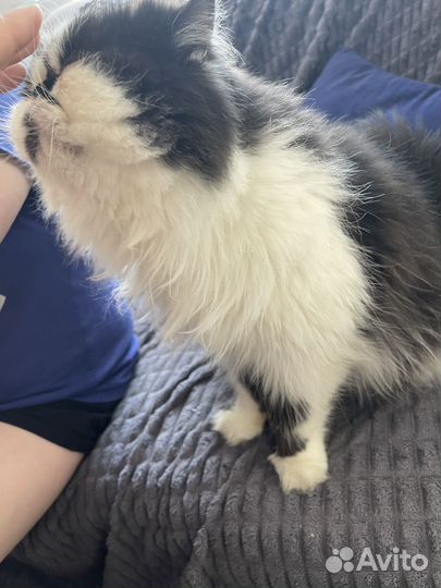 В добрые руки