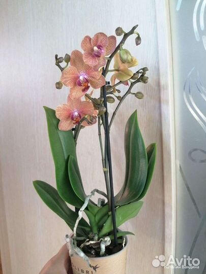 Орхидея сансет лав
