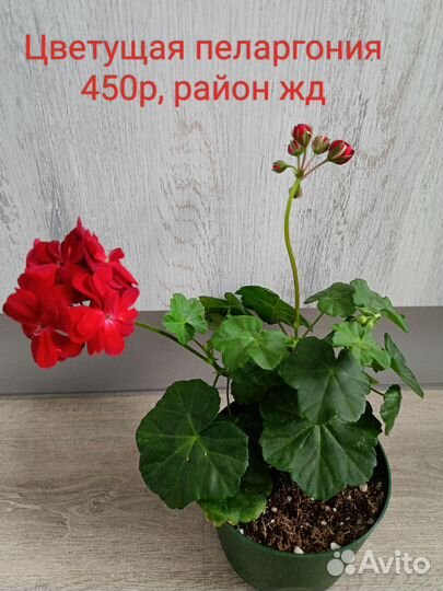 Пеларгония герань