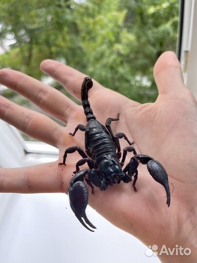 Скорпион черный лесной безопасный