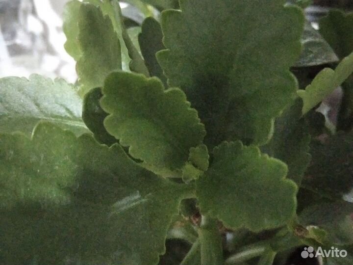 Комнатные растения