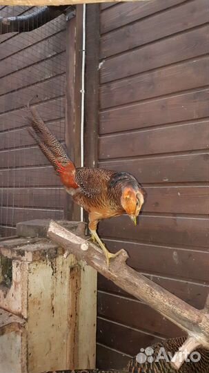 Фазан золотой