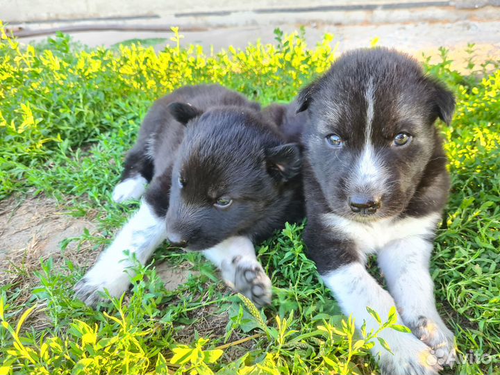 Щенки хаски бесплатно