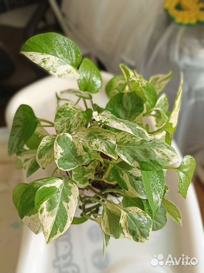 Эпипремнум